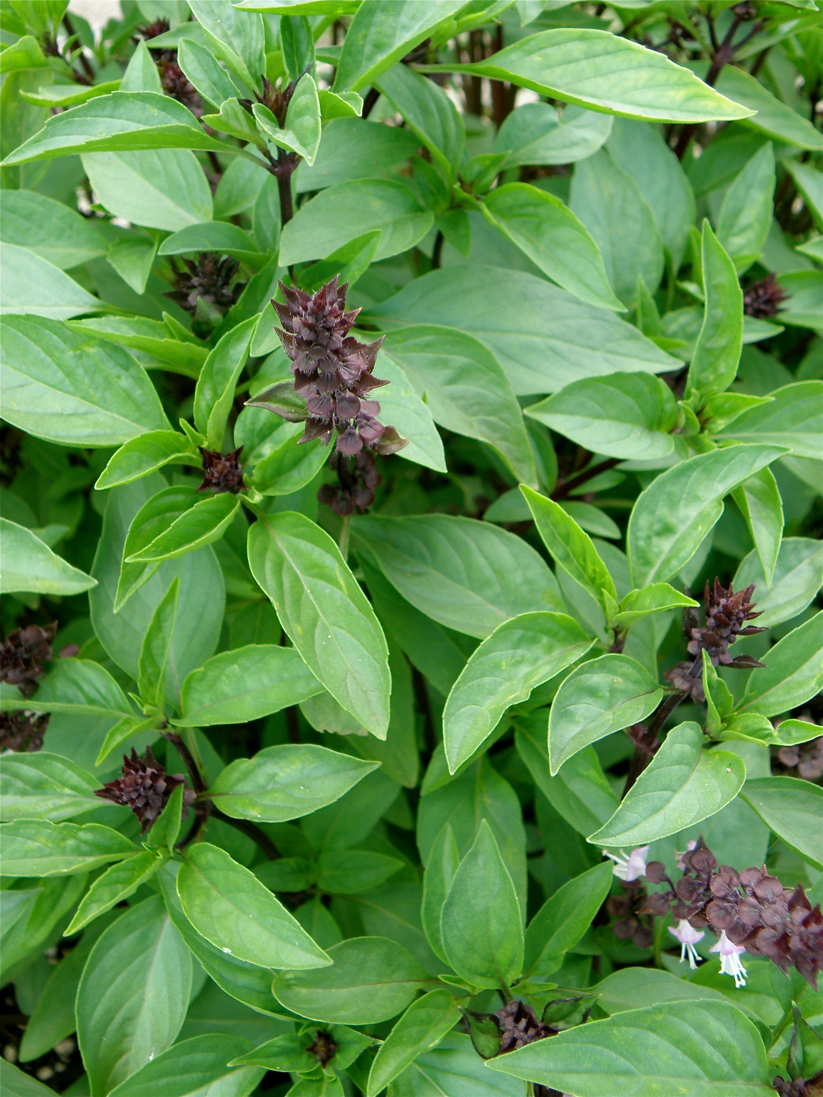 Thai Basil 2 Pack Bonnie Plants