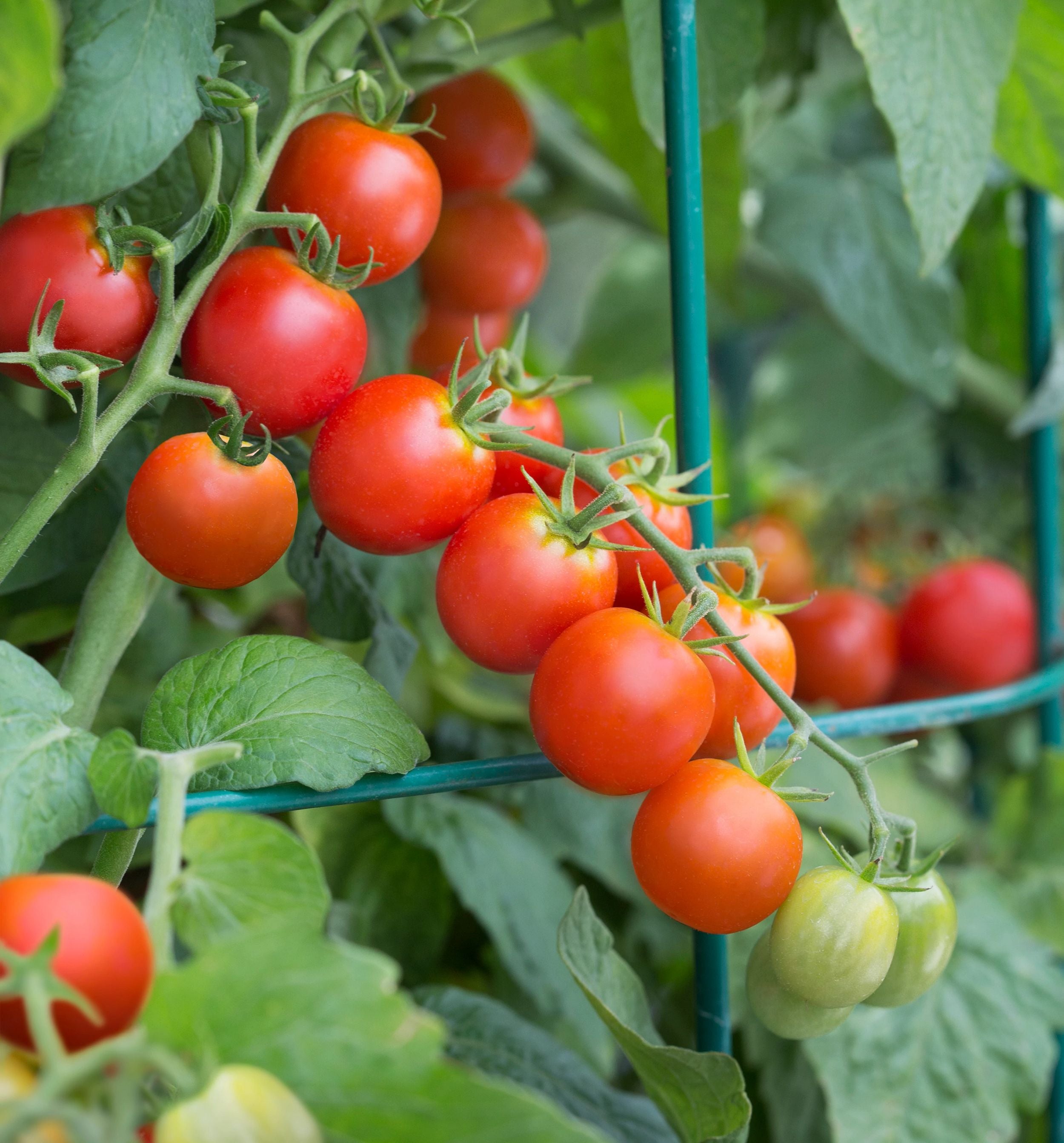 Tidy Treats Tomato – Bonnie Plants