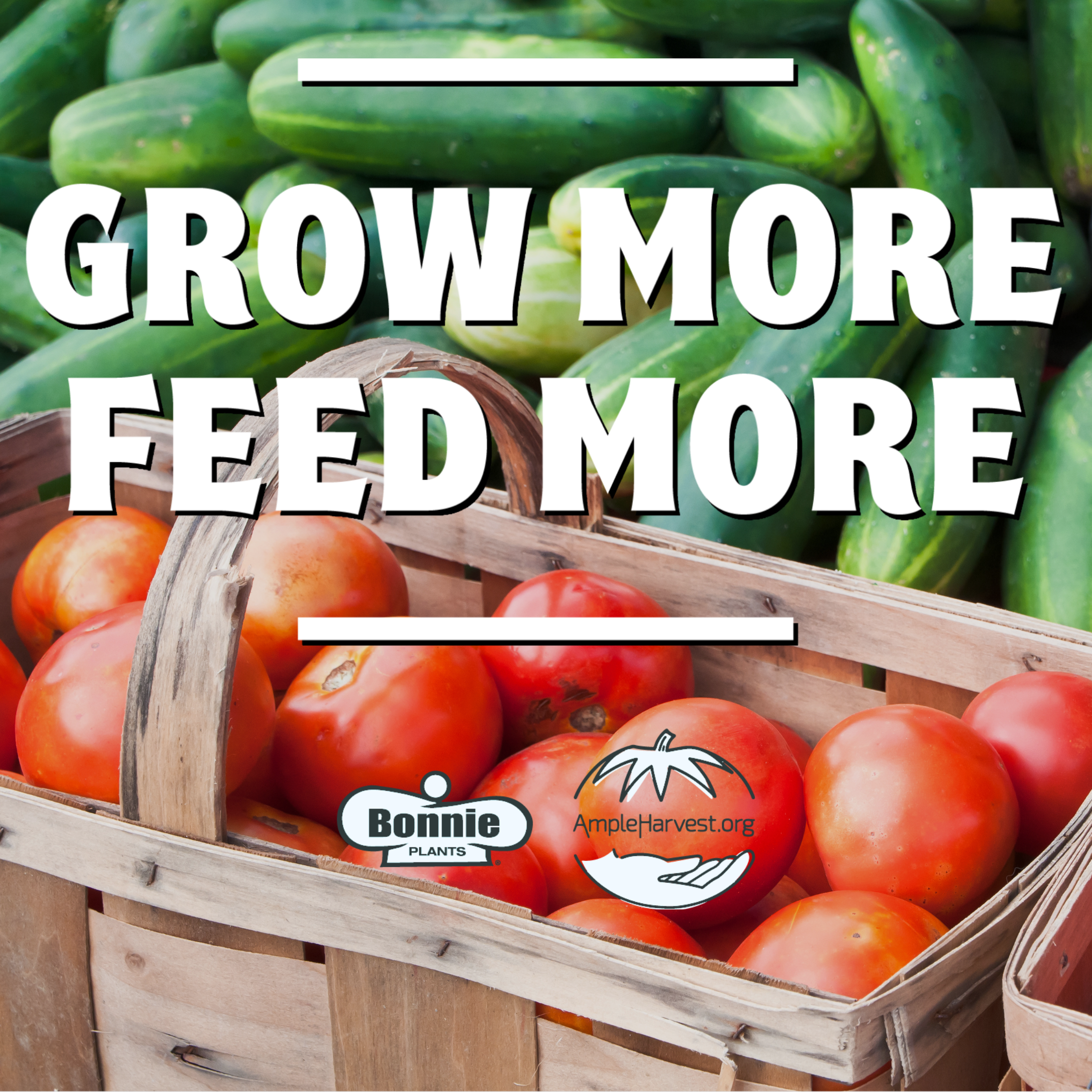 Bonnie plants seeds (Bonnie Plants, this article, provide detailed) Bonnie plants seeds