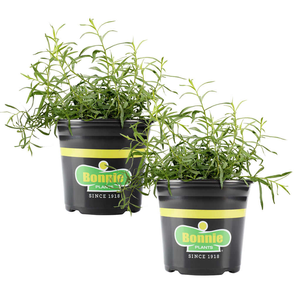 tarragon plant indoors Bonnie Plants® French Tarragon