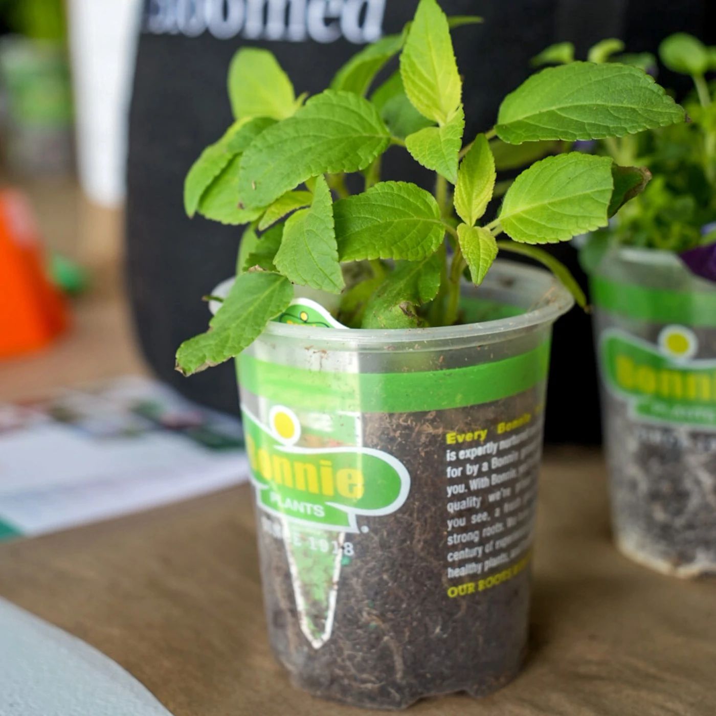 Limited Edition, Edible Flower and Herb Garden Kit | Well Bloomed
