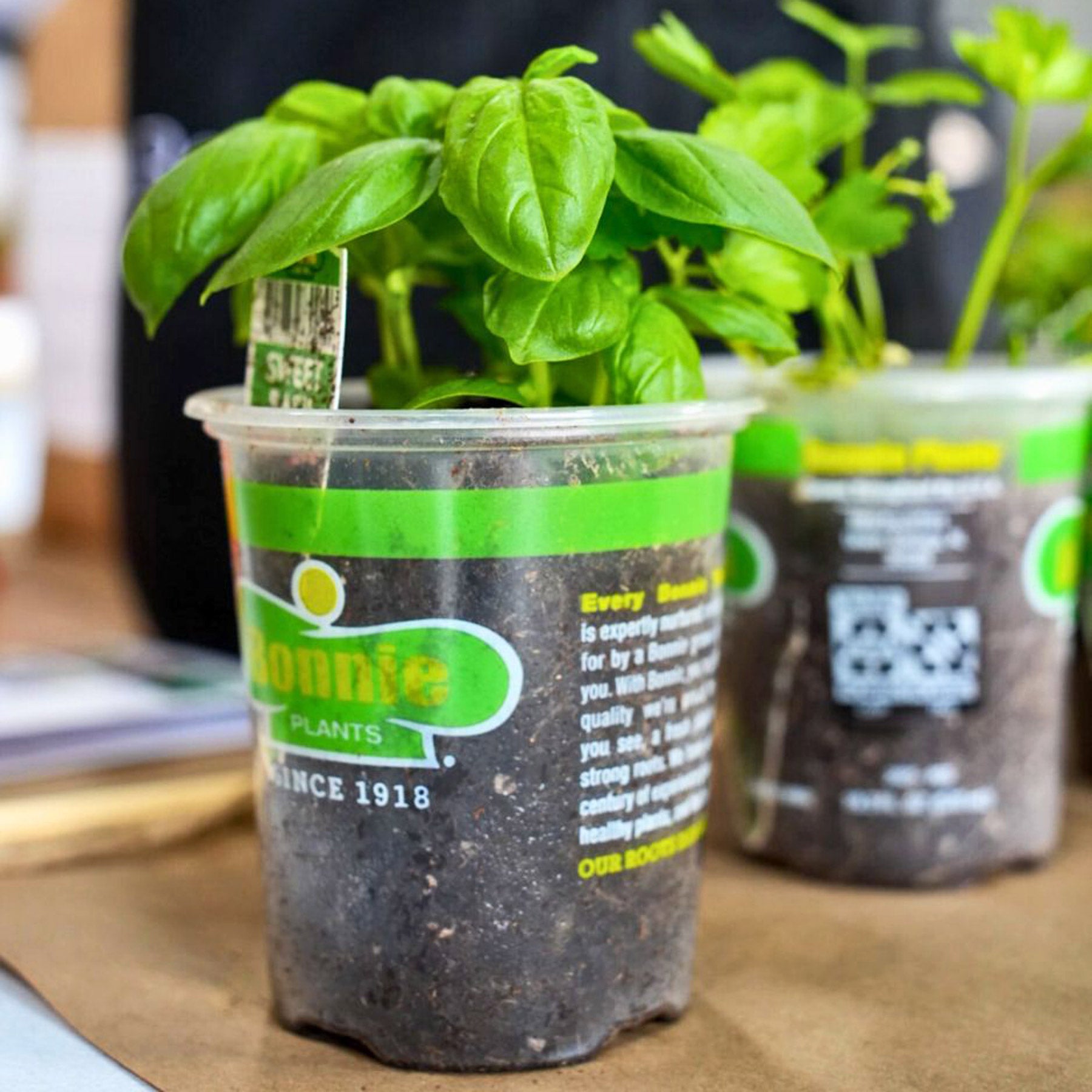 house plant growing kit A250 Gardening Kit