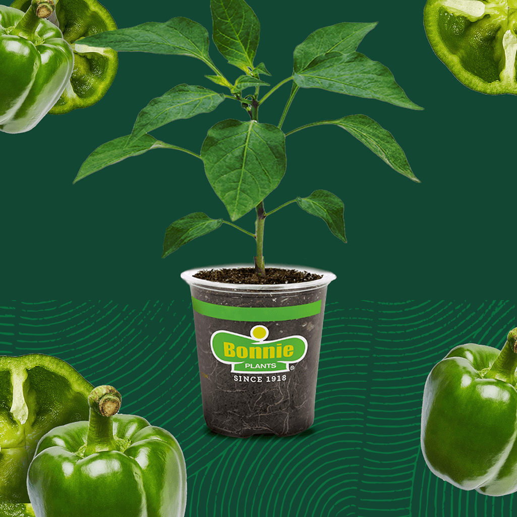 Bonnie plants catalog