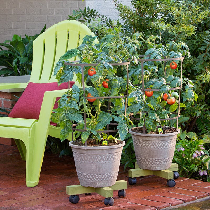 Patio tomato store plants