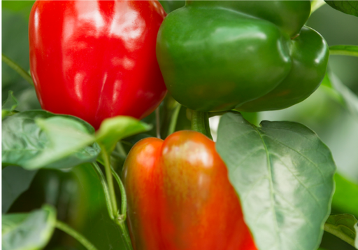 Bright red peppers labeled 'Shop Veggies'.