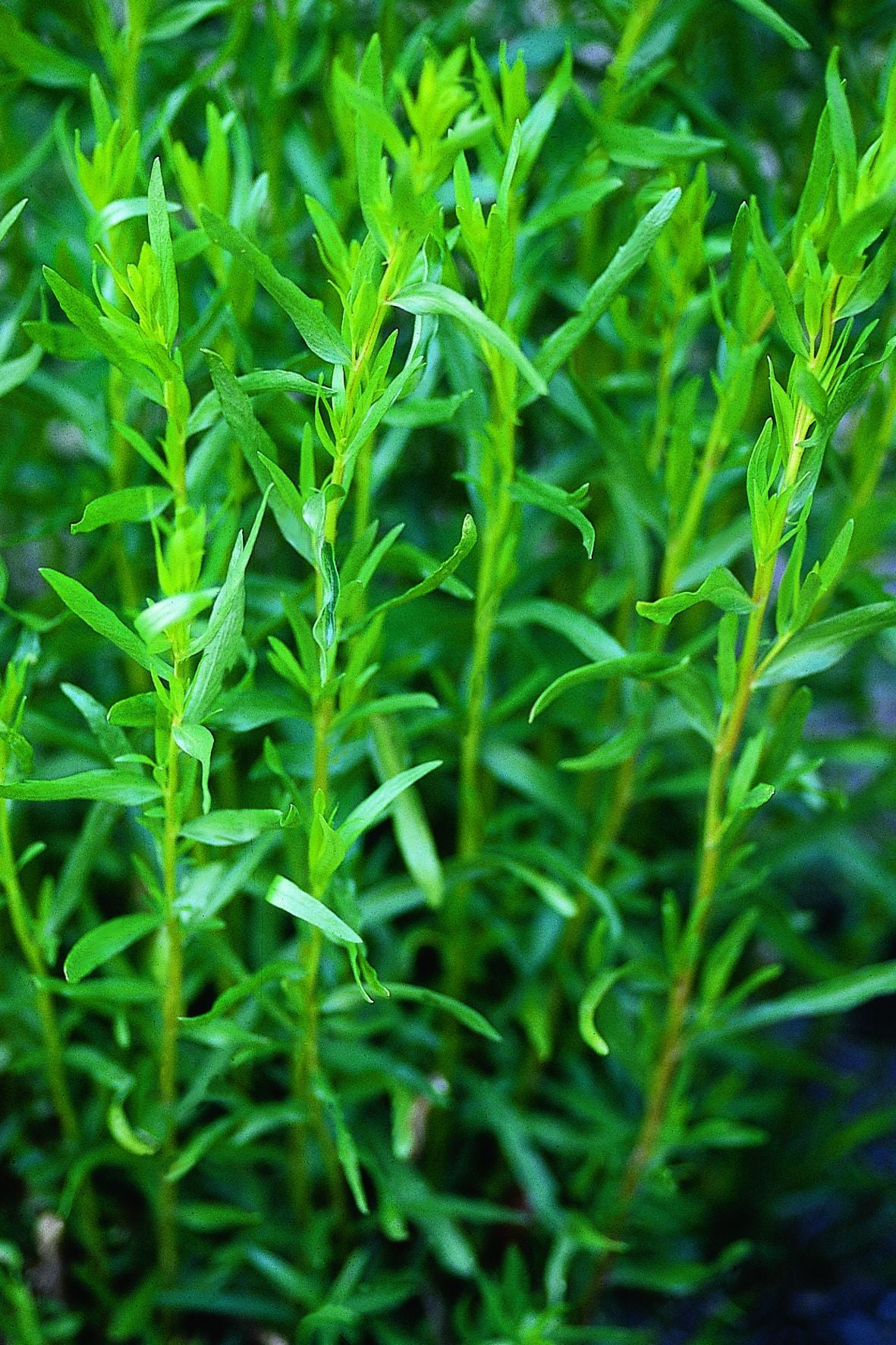 French Tarragon