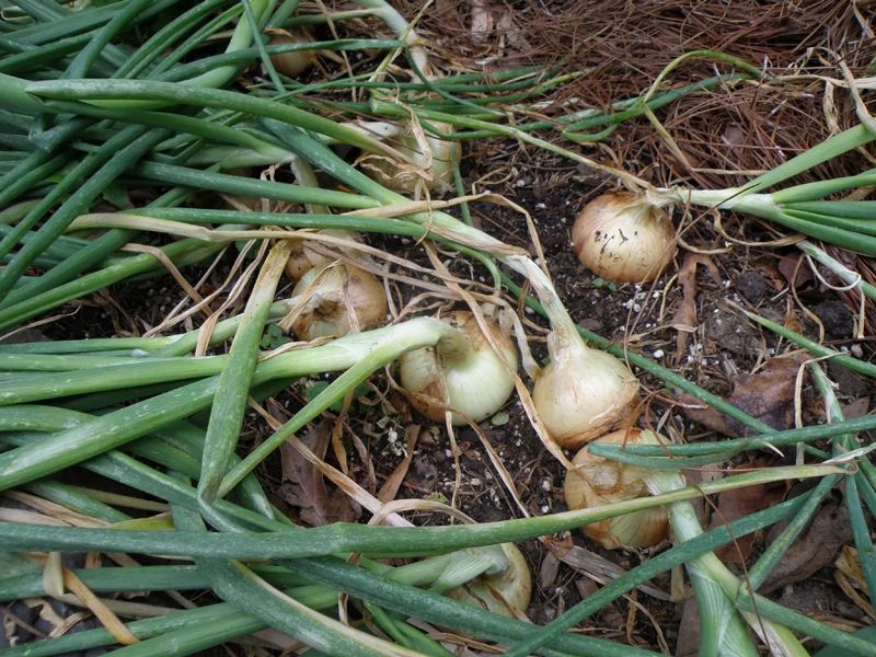 Yellow Granex Onion (2 Pack)