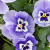 Miracle-Gro® Brilliant Blooms™ Marina Pansy