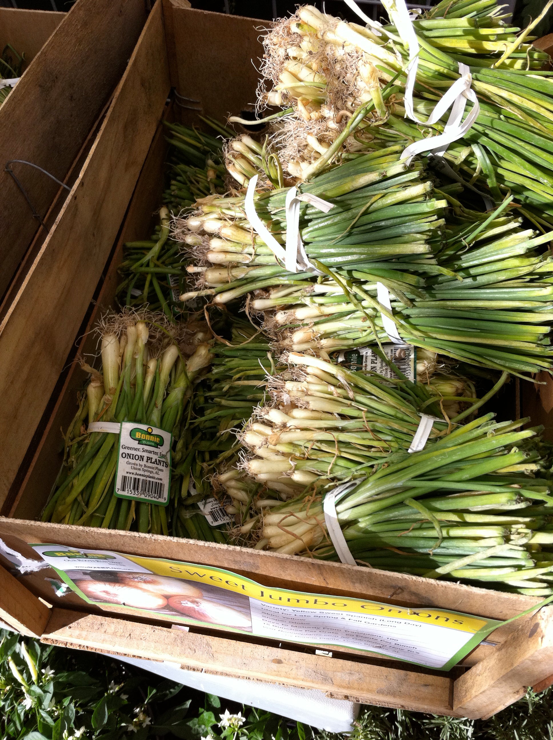 Bonnie Plants® Yellow Spanish Onions