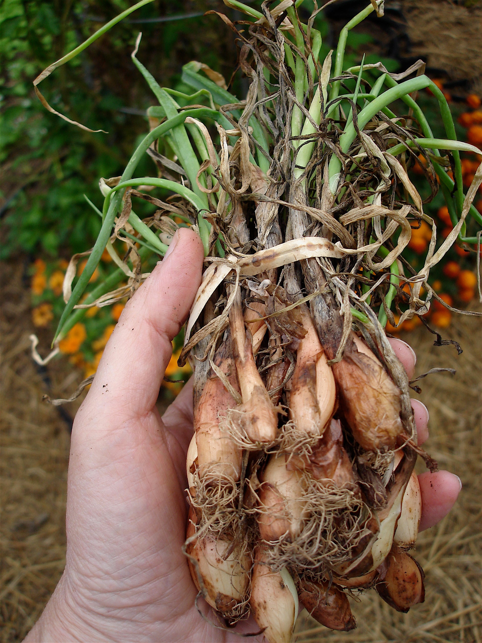 Bonnie Plants® Yellow Spanish Onions