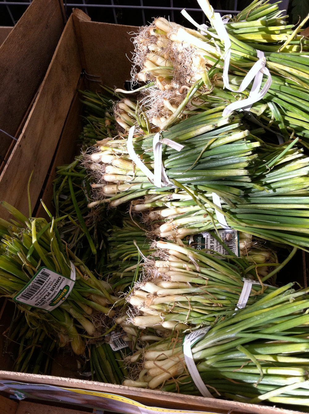 White Bermuda Onion (2 Pack)