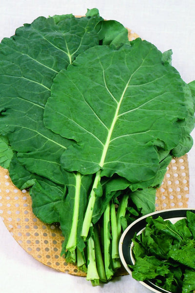 Collards – Bonnie Plants