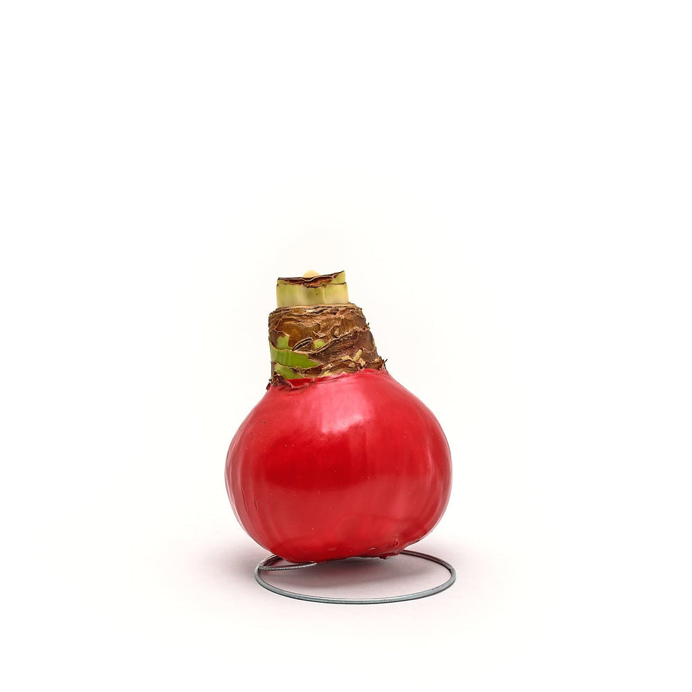 Waxed Amaryllis Bulb