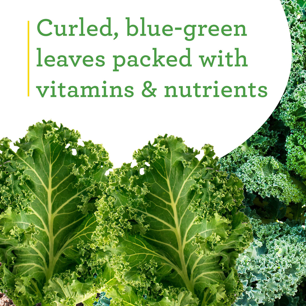 Curly Kale (2 Pack)