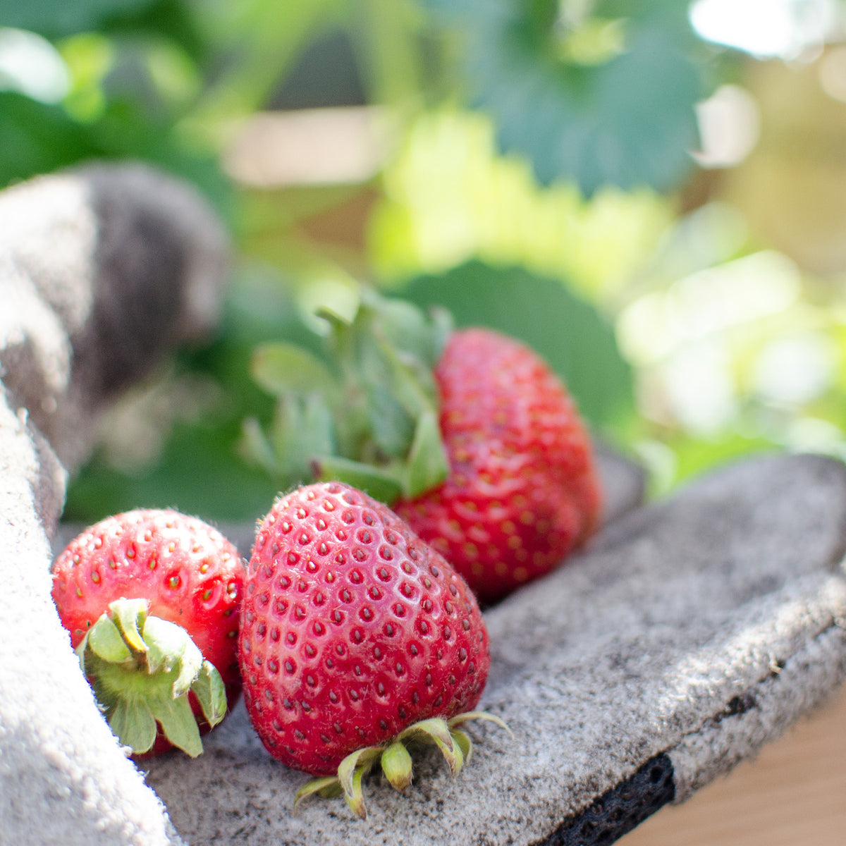 Strawberries (2 Pack) Bonnie Plants