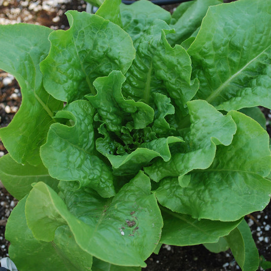 Buttercrunch Lettuce (2 Pack) Bonnie Plants