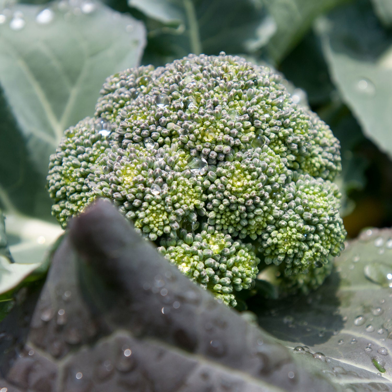 Broccoli Bulbs Broccoli Plants