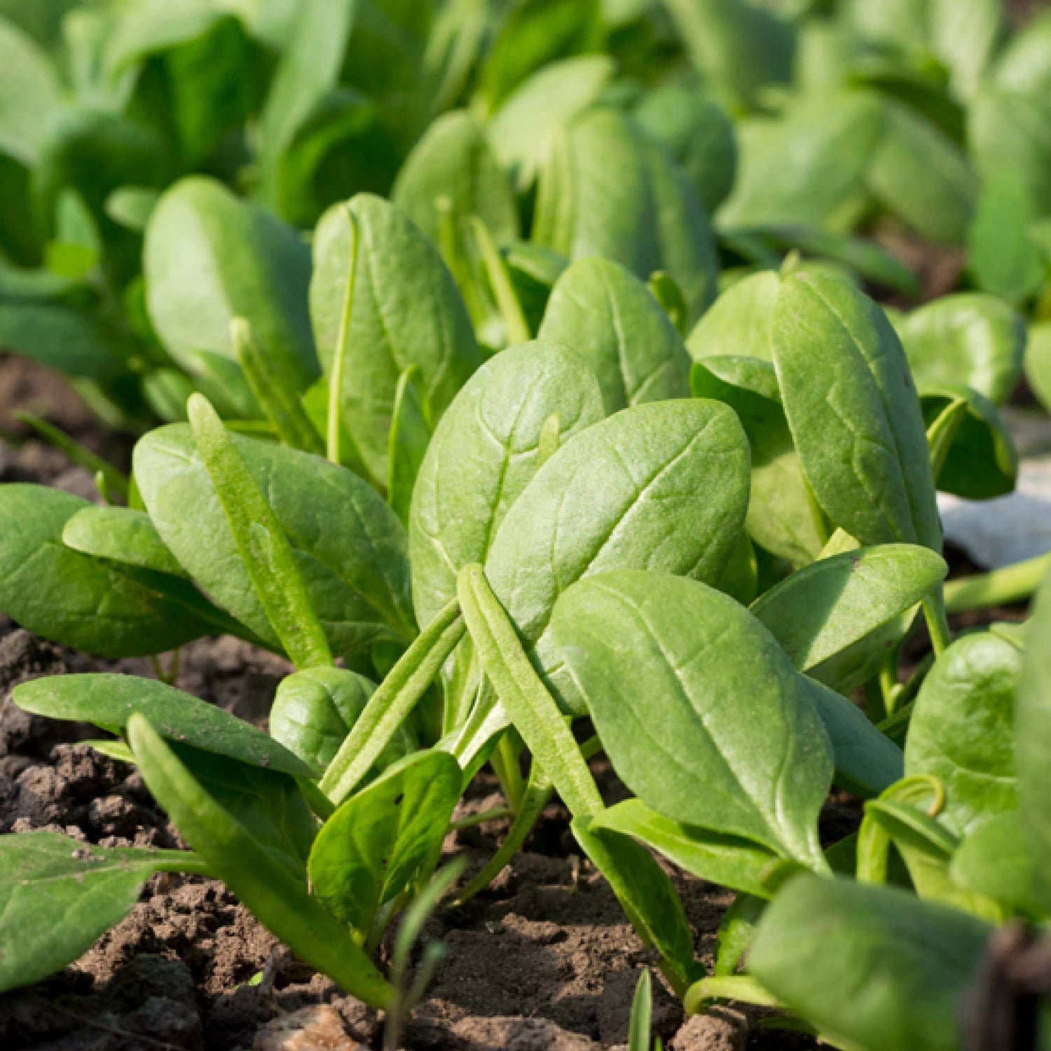 Spinach (2 Pack) Bonnie Plants