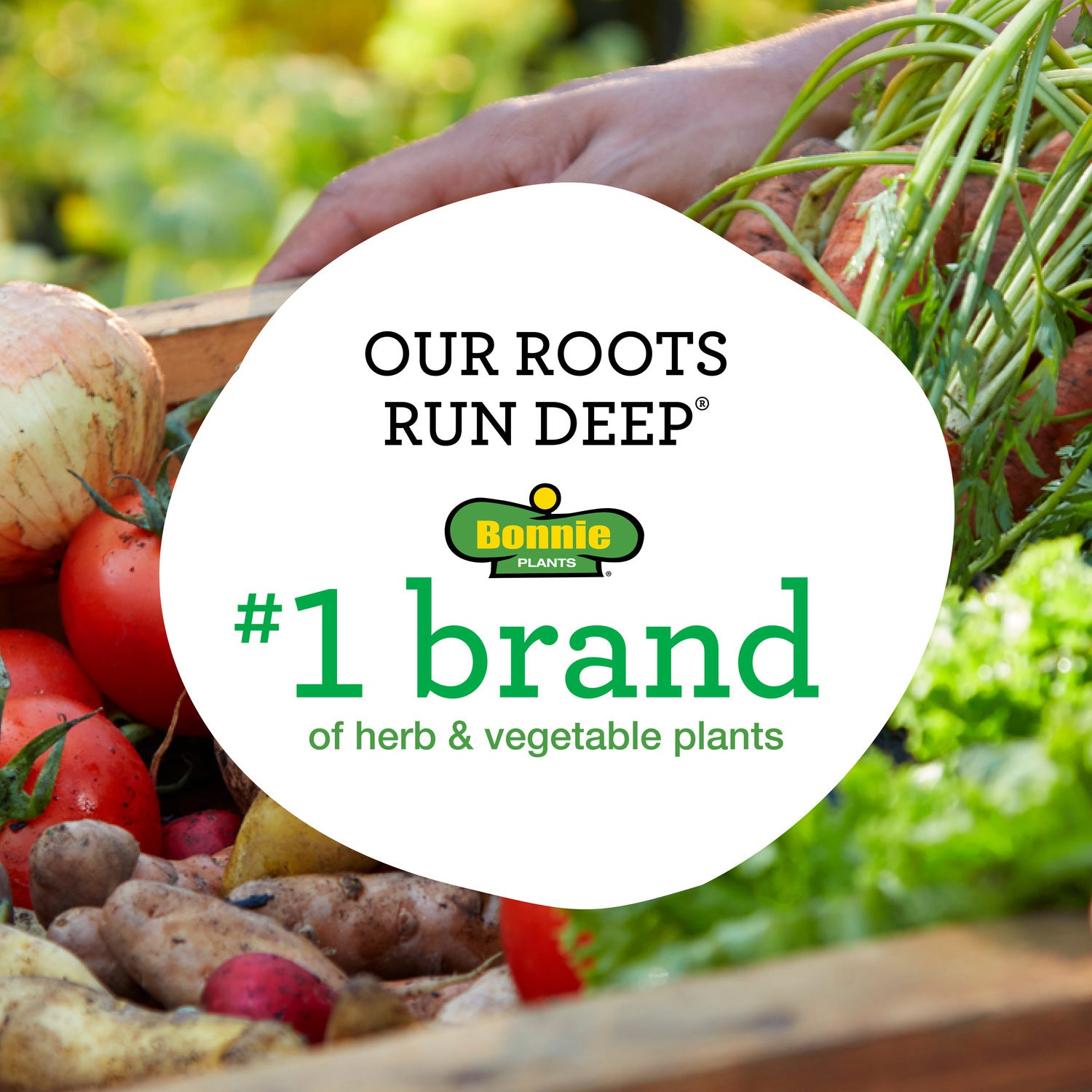 Spinach (2 Pack) Bonnie Plants