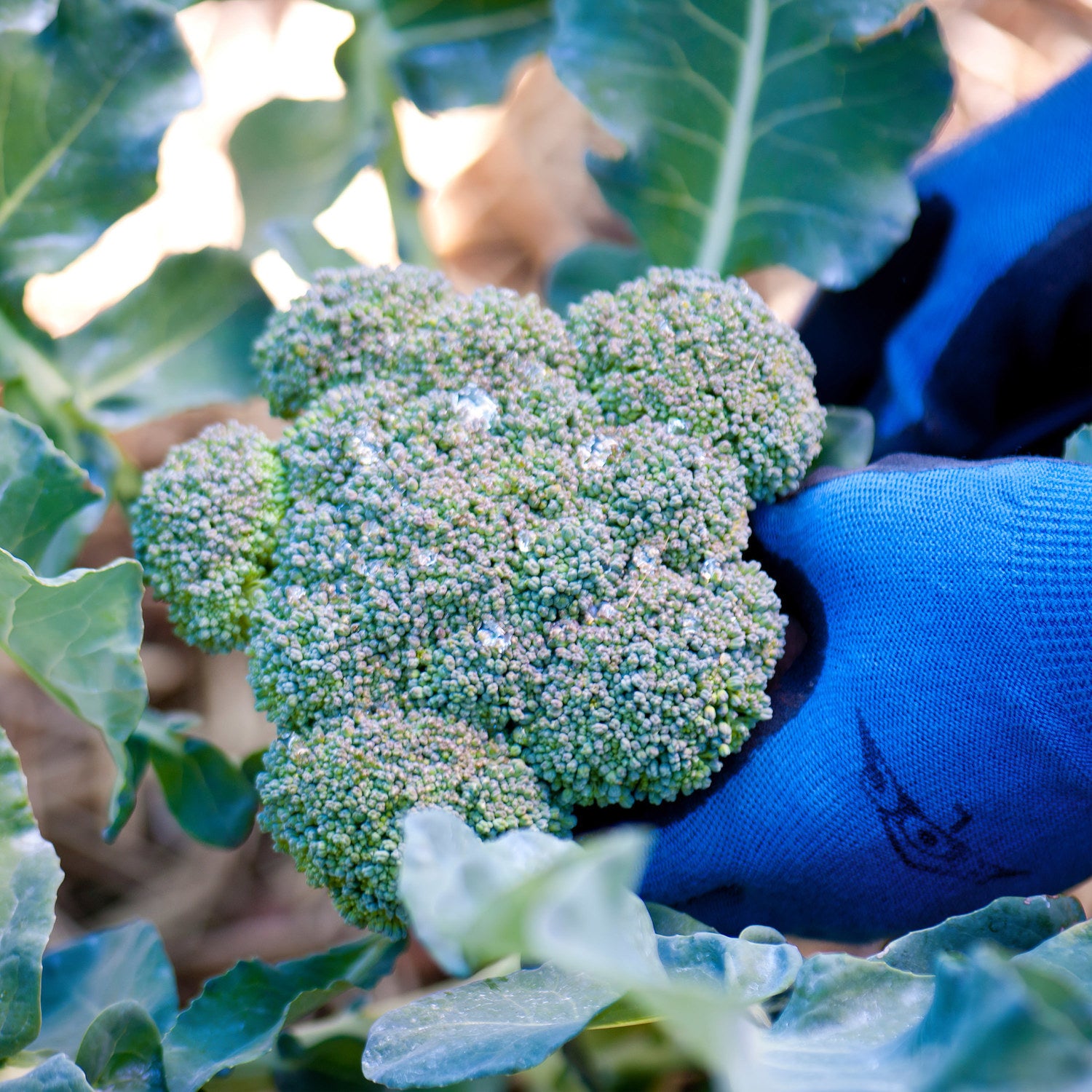 Green Magic Broccoli (2 Pack) – Bonnie Plants