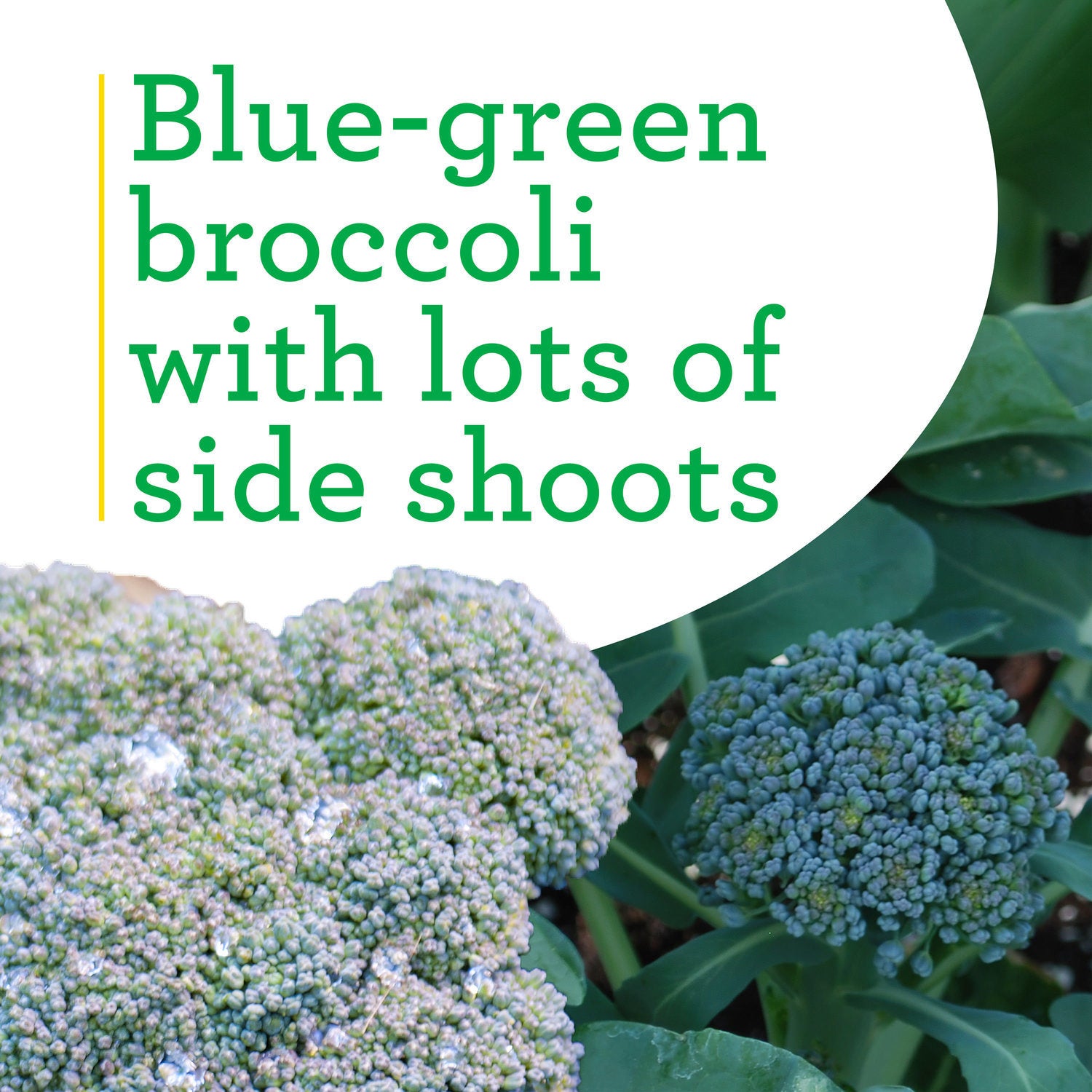Green Magic Broccoli (2 Pack)