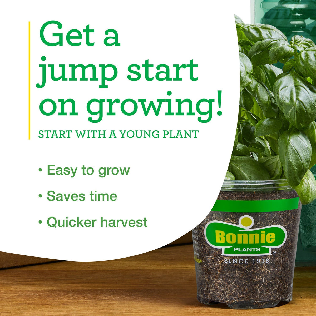 Strawberries (2 Pack) Bonnie Plants