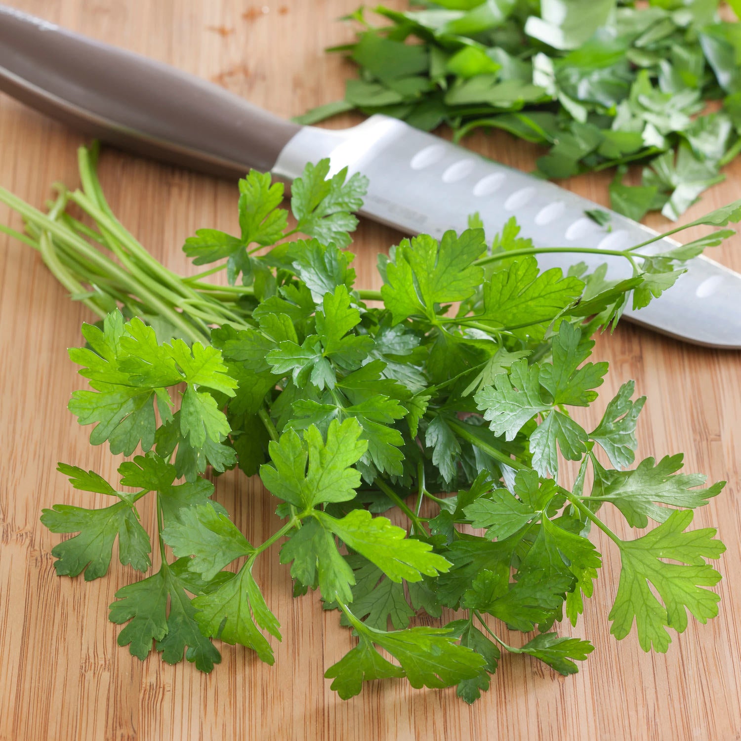 house plant that looks like parsley Italian Flat Parsley (2 Pack) – Bonnie Plants