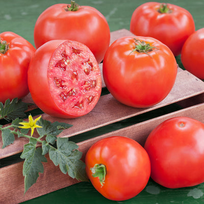Tomatoes – Bonnie Plants