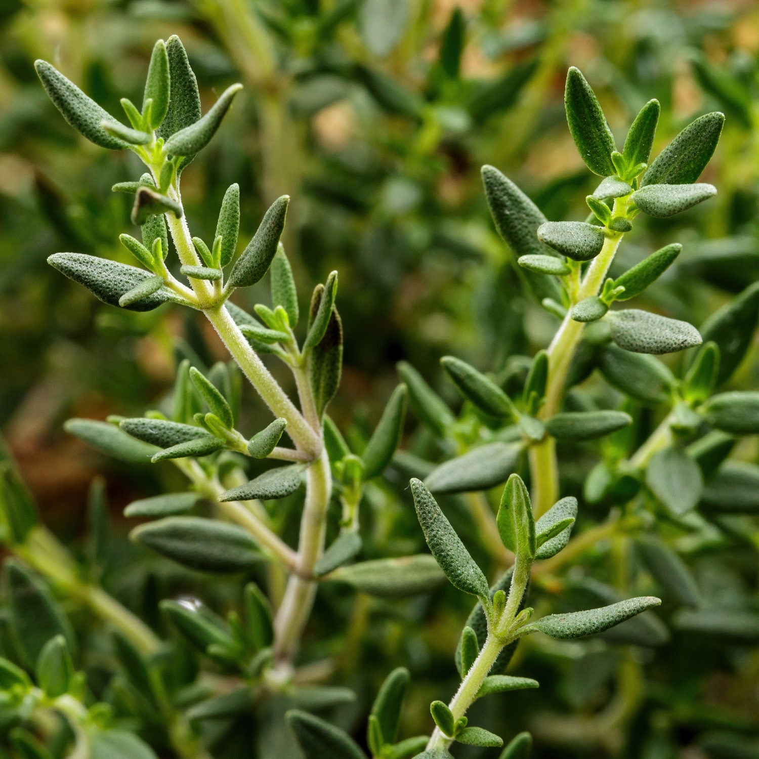 English Thyme (2 Pack) – Bonnie Plants