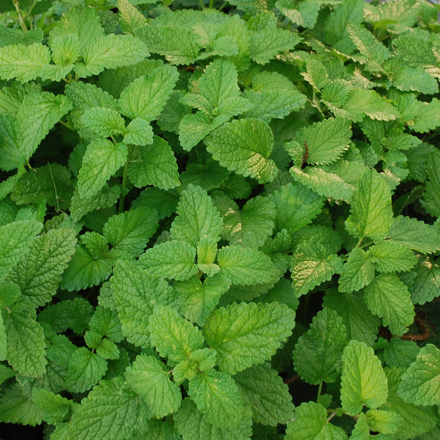 indoor lemon balm plant Lemon Balm (2 Pack) – Bonnie Plants