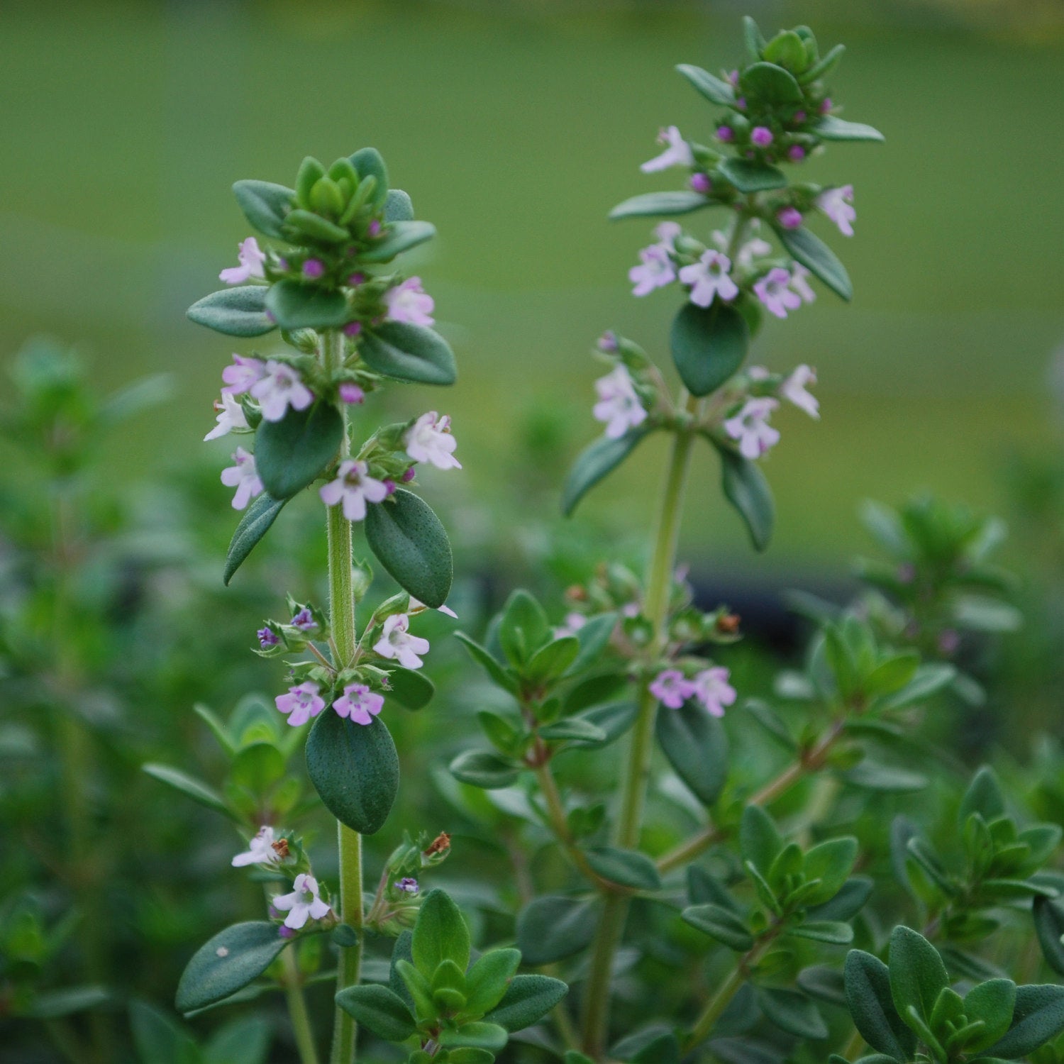 German Thyme (2 Pack) – Bonnie Plants