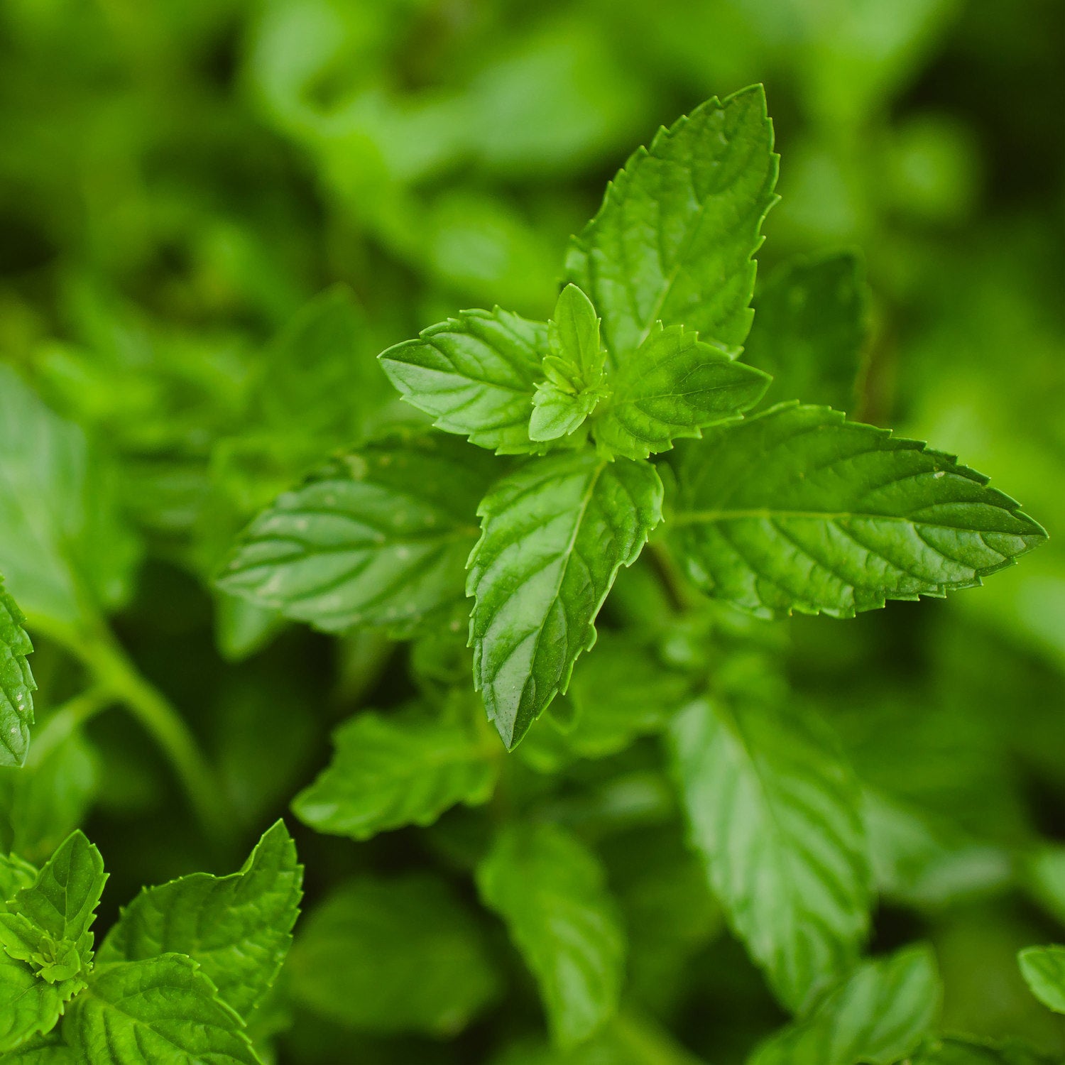 indoor peppermint plants for sale Peppermint Mint (2 Pack)