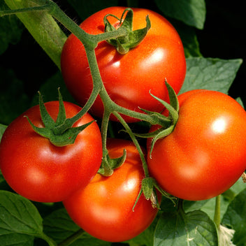 Celebrity Tomato (2 Pack) – Bonnie Plants