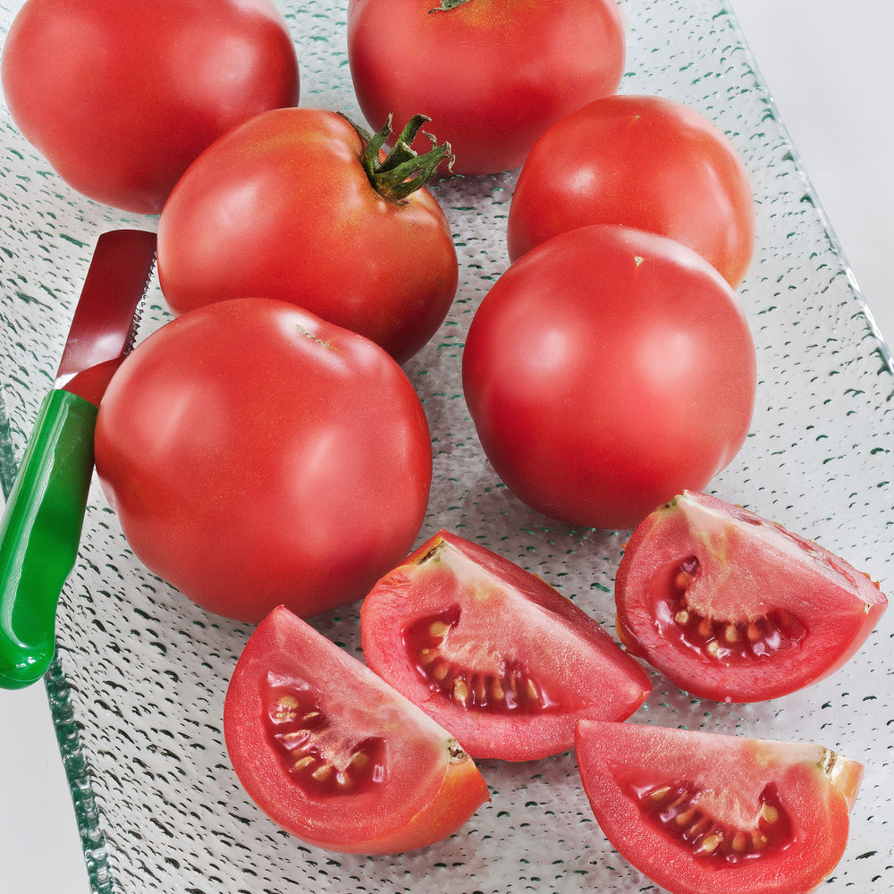 Bonnie Plants® Slicer Tomato 3-Pack Plugs