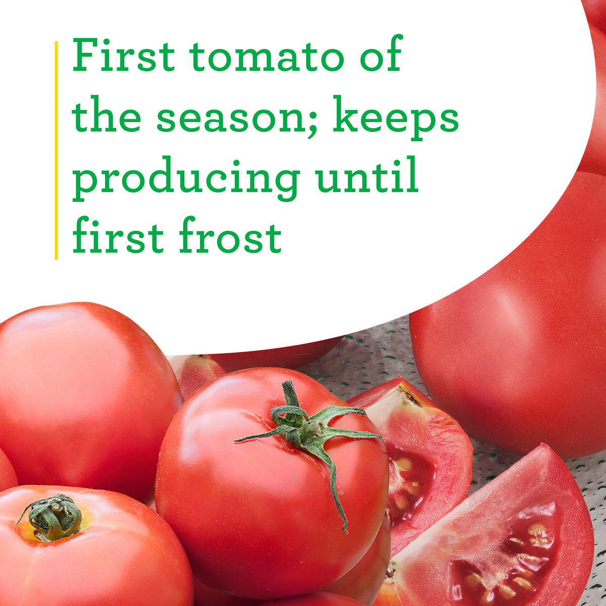 Slicer Tomato 3-Pack Plugs | Bonnie Plants
