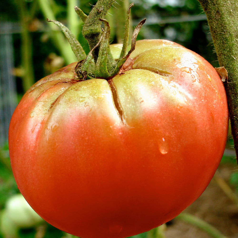 German Queen Heirloom Tomato (2 Pack)