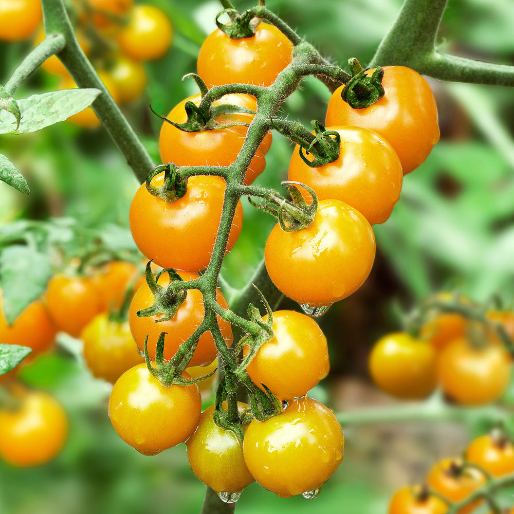 Sun Yellow Cherry Tomato (2 Pack) – Bonnie Plants