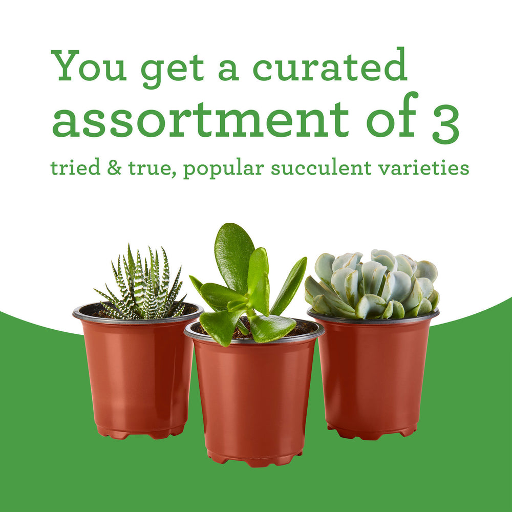 Bonnie Plants Succulent Assortment 13.2 oz., 3-Pack