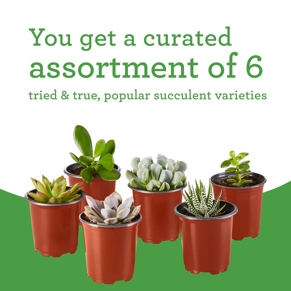 Bonnie Plants Succulent Assortment 2.8 oz., 6-Pack
