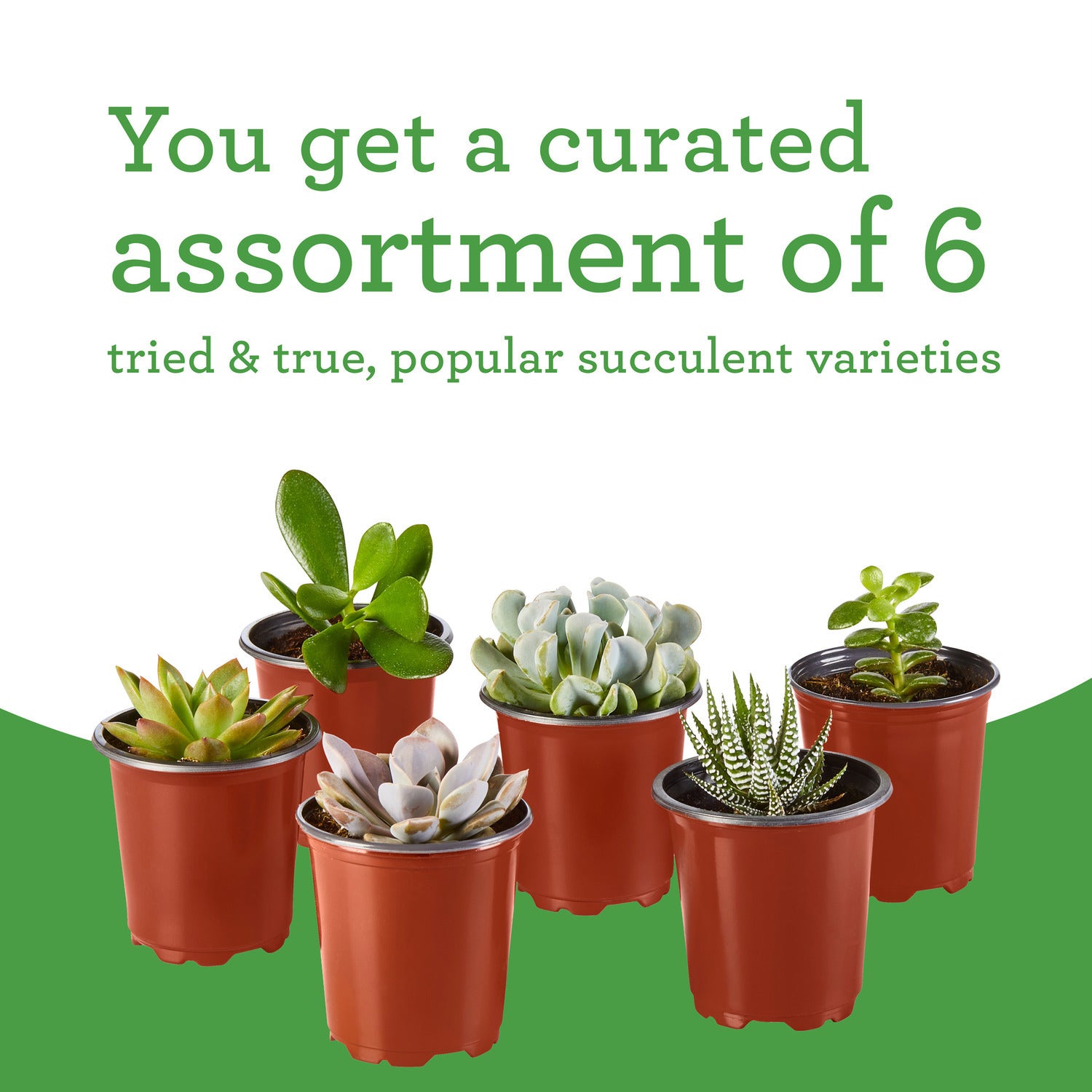 Bonnie Plants Succulent Assortment 13.2 oz., 6-Pack
