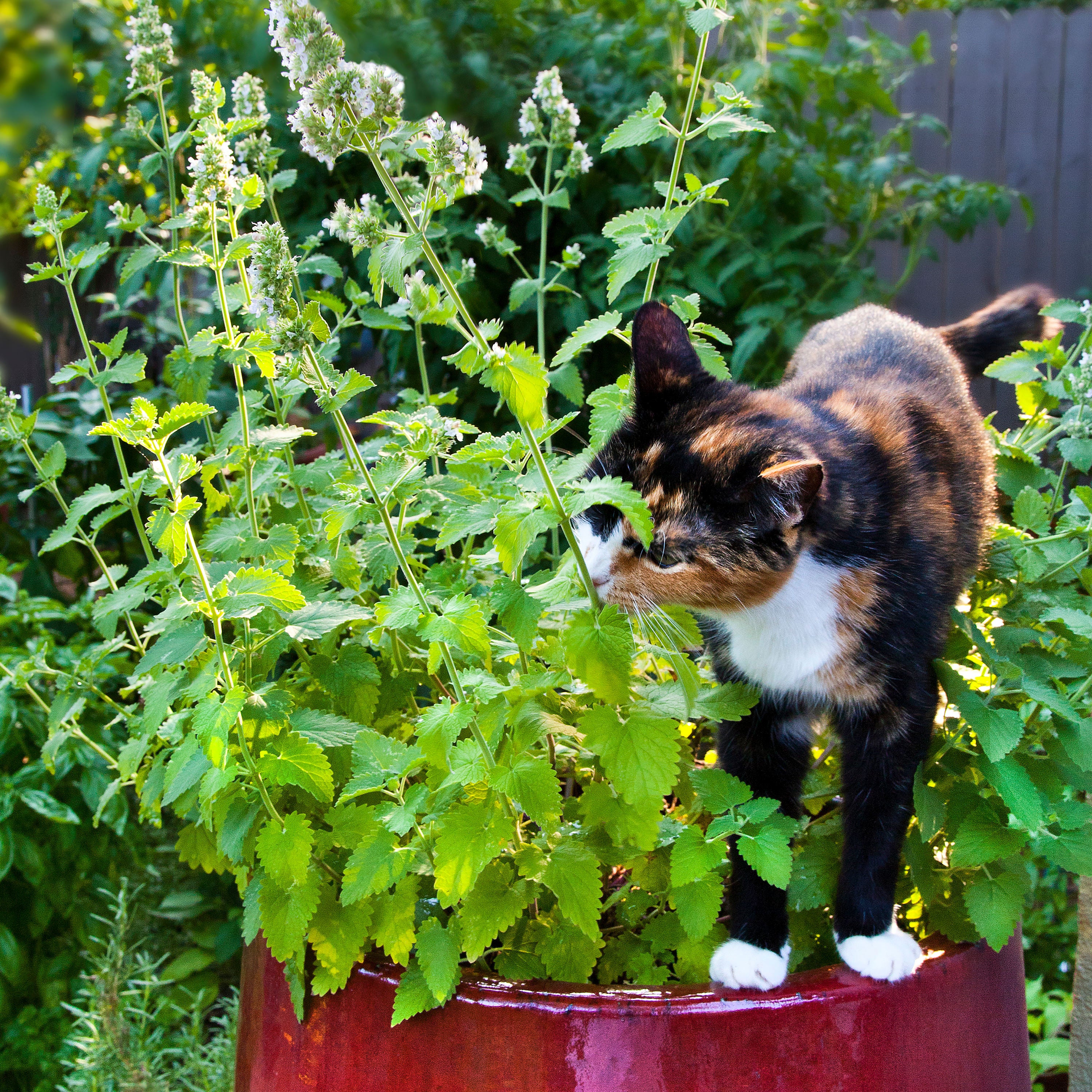 Image of Catnip companion plant for citronella