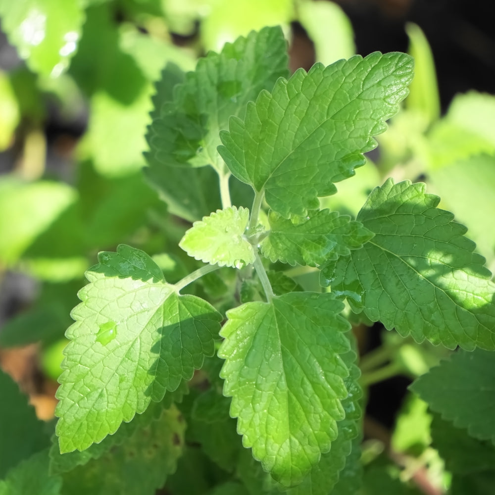 potted catnip plant Catnip (2 Pack) – Bonnie Plants