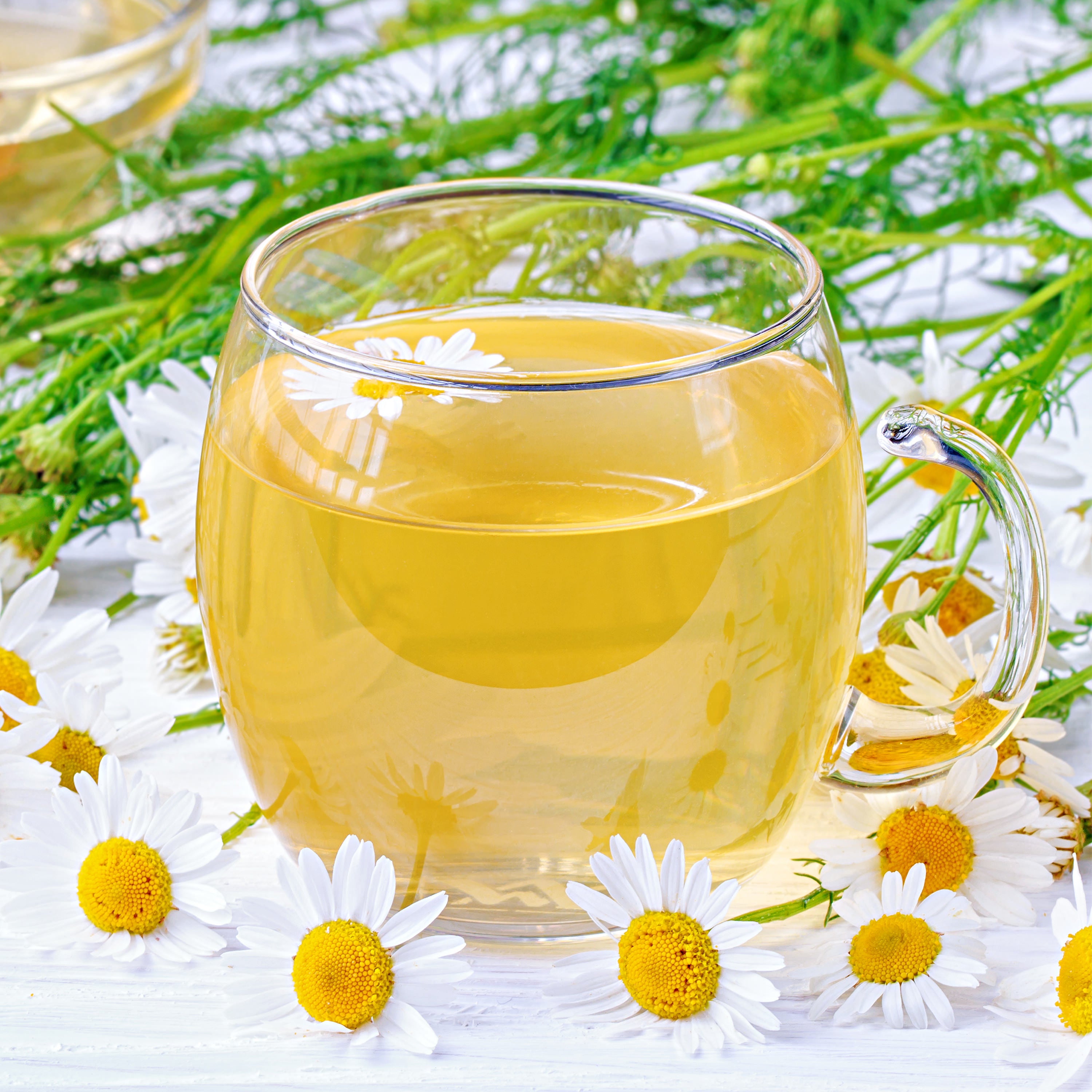 chamomile tea for indoor plants Chamomile (2 Pack)