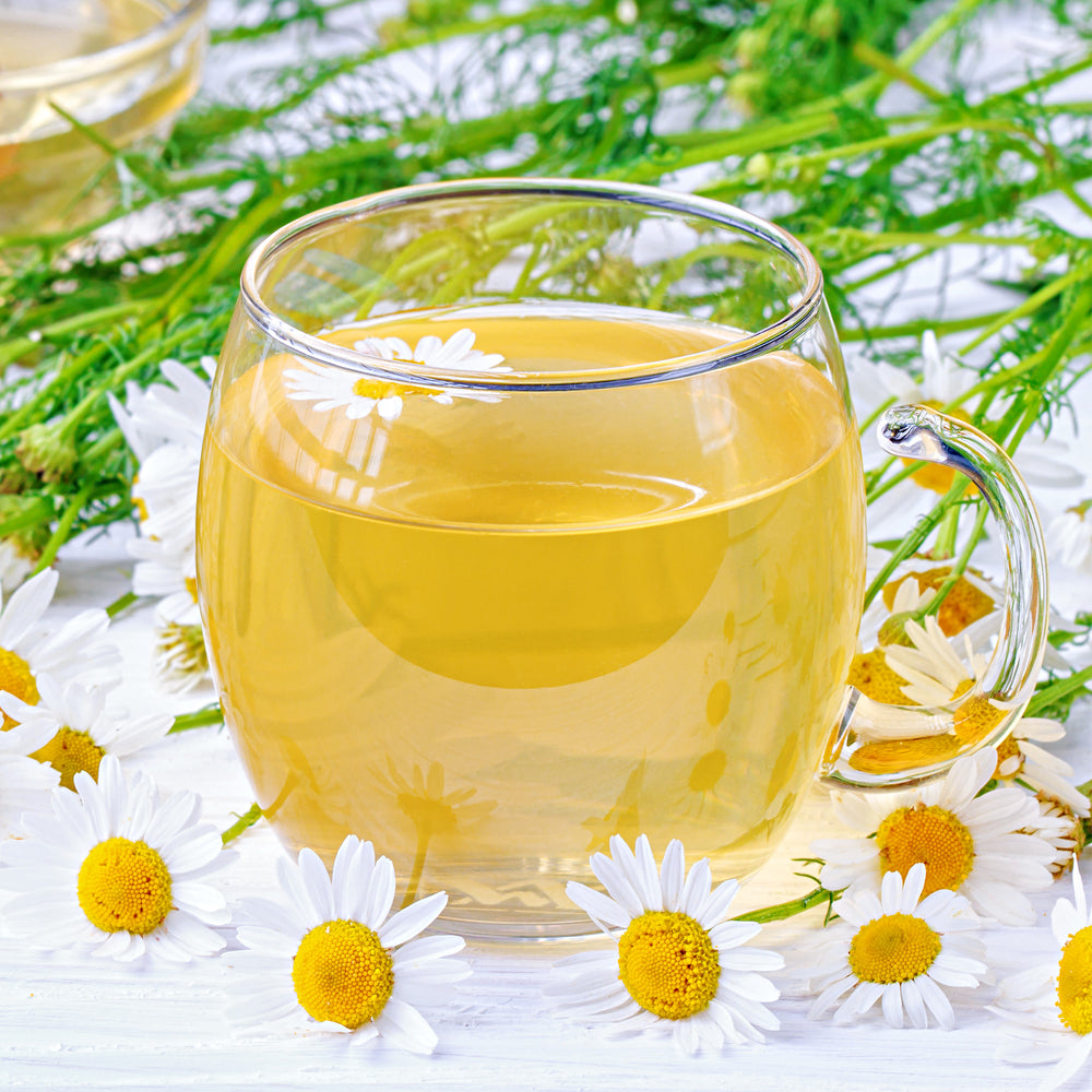 chamomile plant in pot Chamomile (2 Pack) – Bonnie Plants