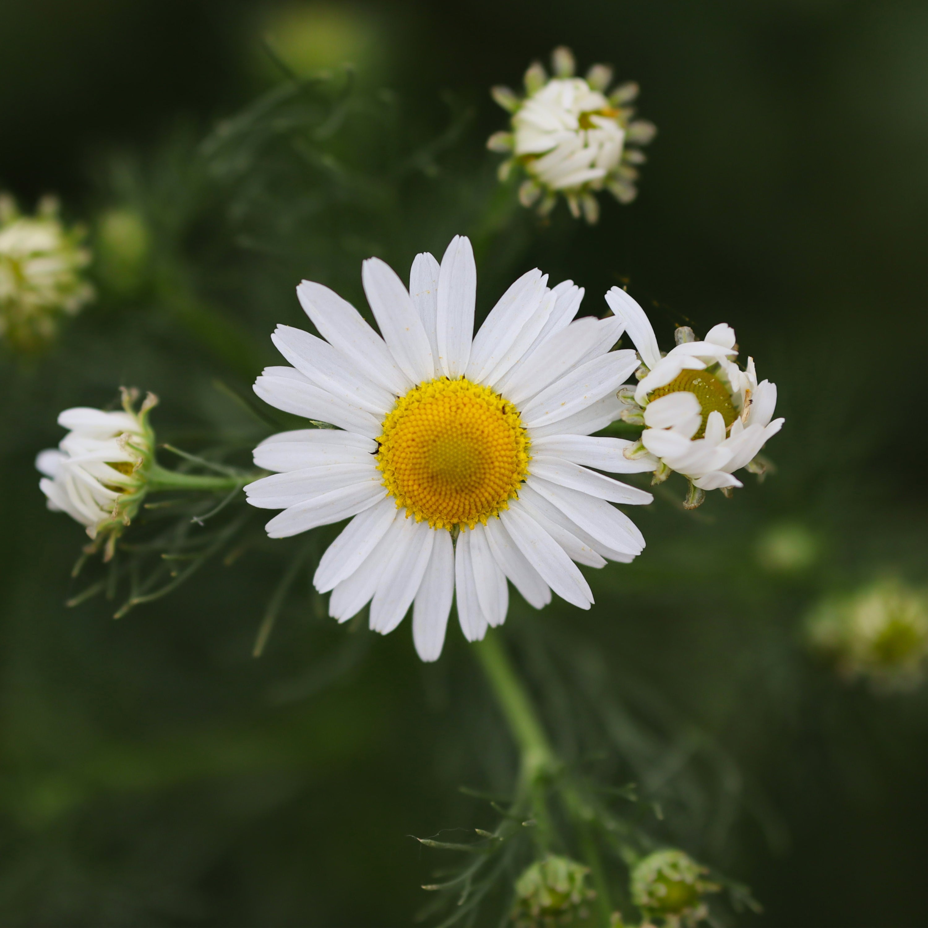 Chamomile plant outlet