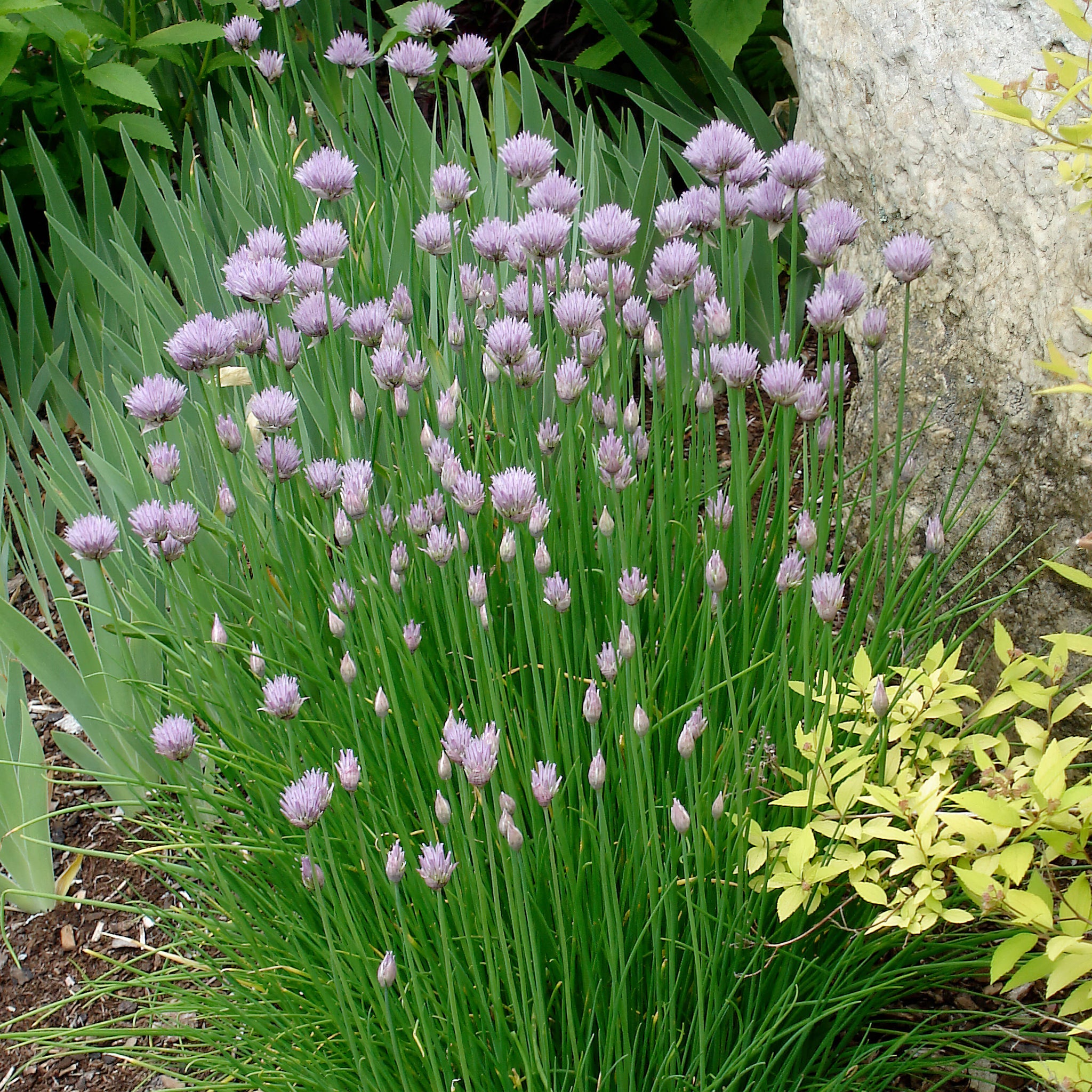 Chives (2 Pack)