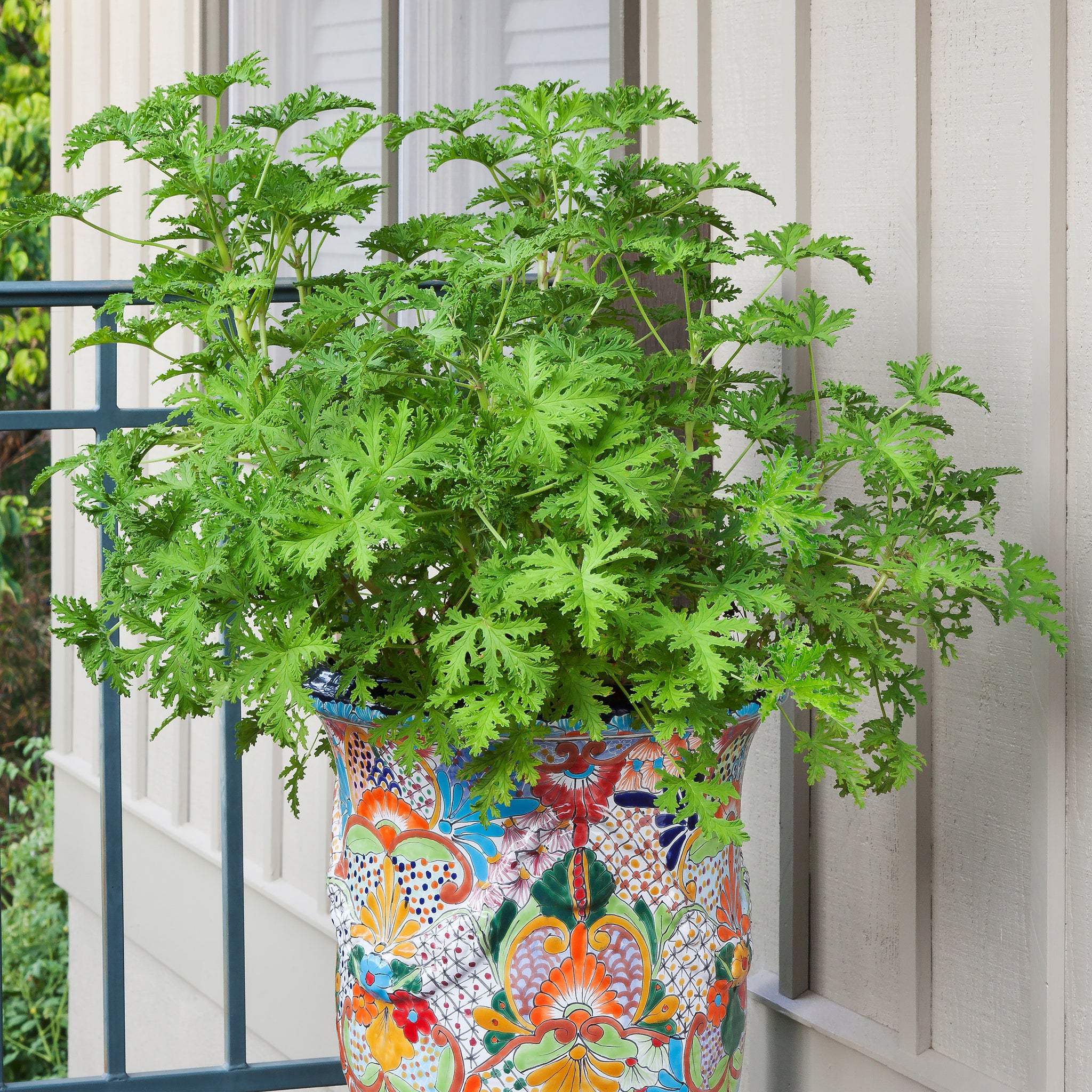 citronella plant indoor or outdoor 2.32 qt. Citronella Mosquito Plant – Bonnie Plants