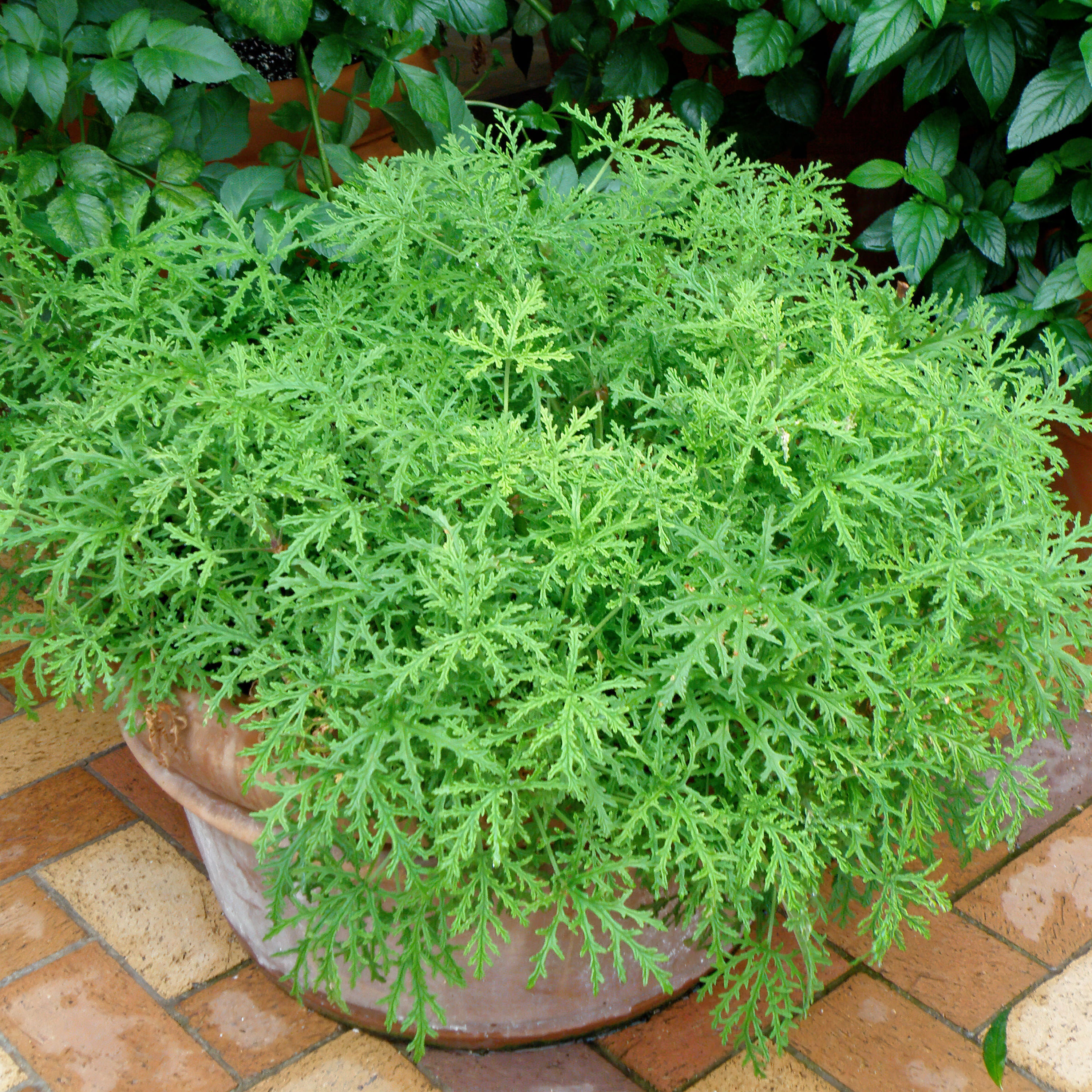Image of Rosemary companion plant for citronella