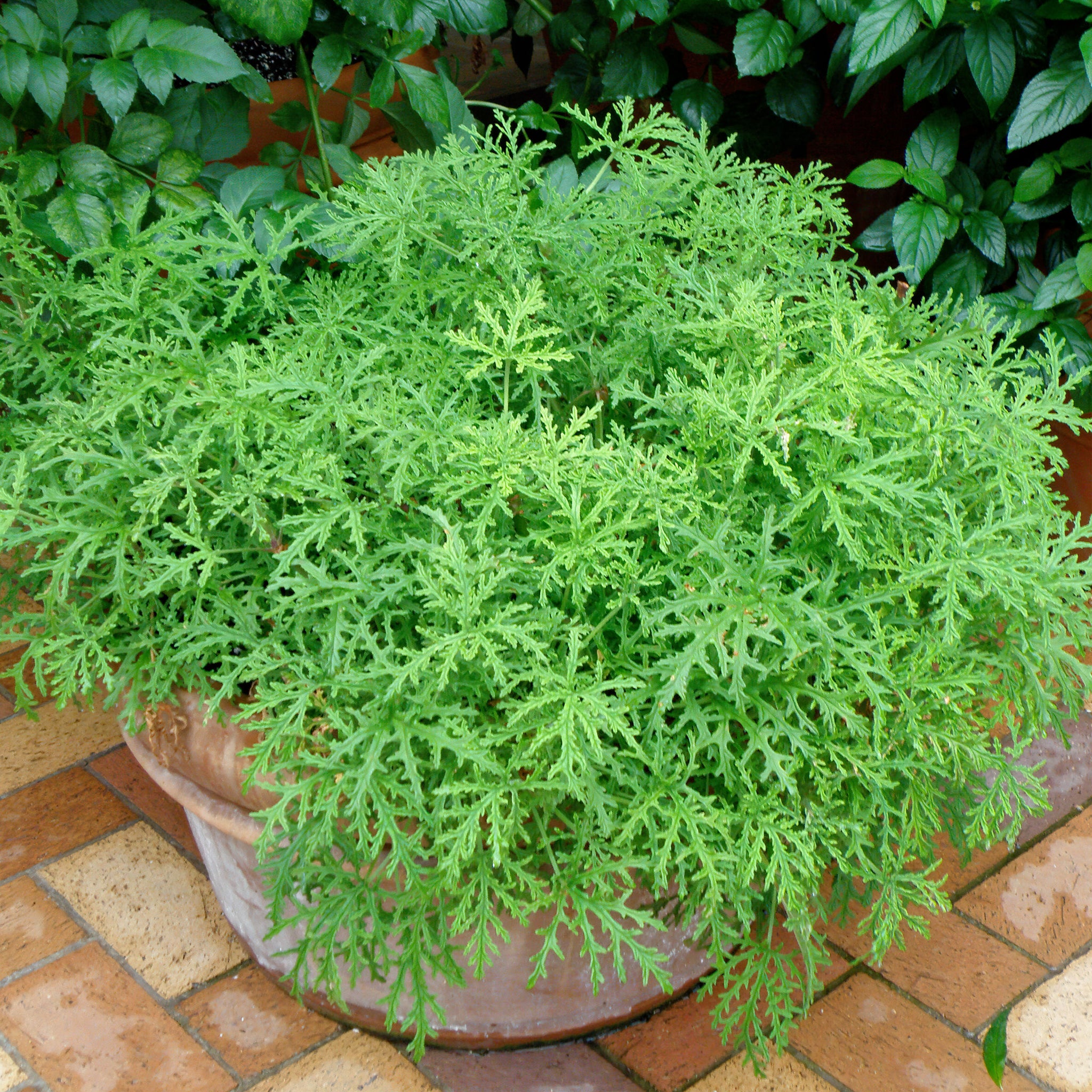 Citronella Mosquito Plant – Bonnie Plants