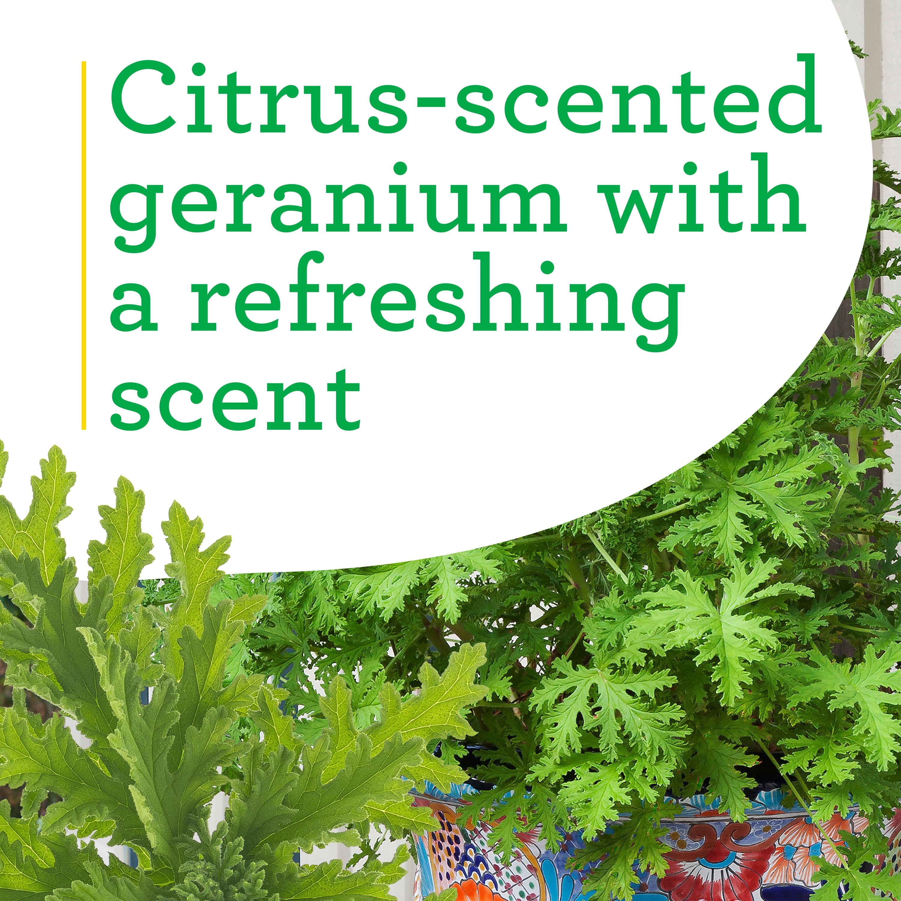 Citronella on sale plant lowes